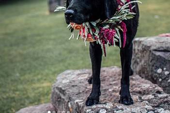 Tilly - ring bearer