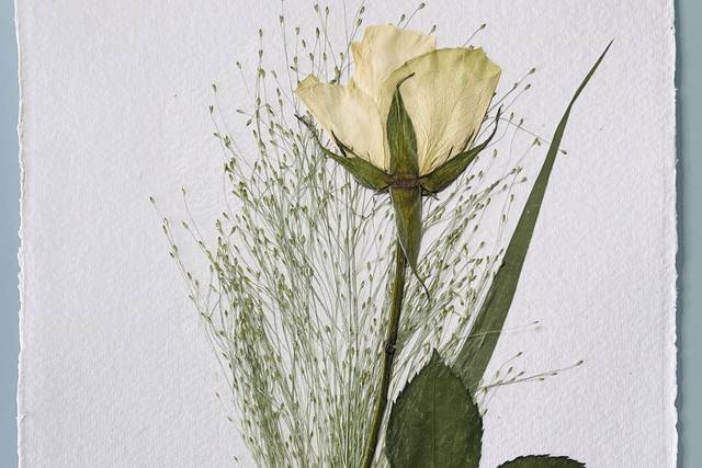 Rose and Panicum