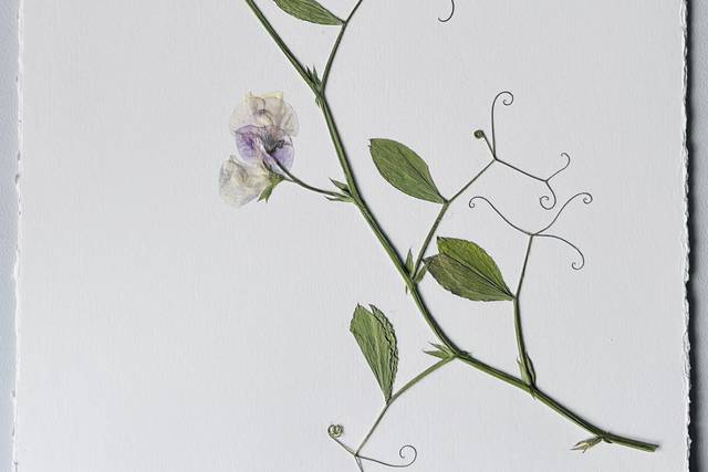 Sweetpea