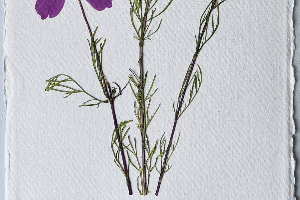 Cosmos