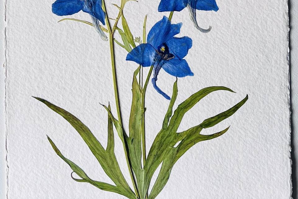 Delphinium