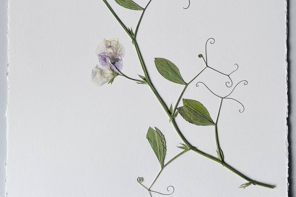 Sweetpea