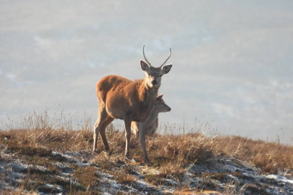 Deer captured on the grounds