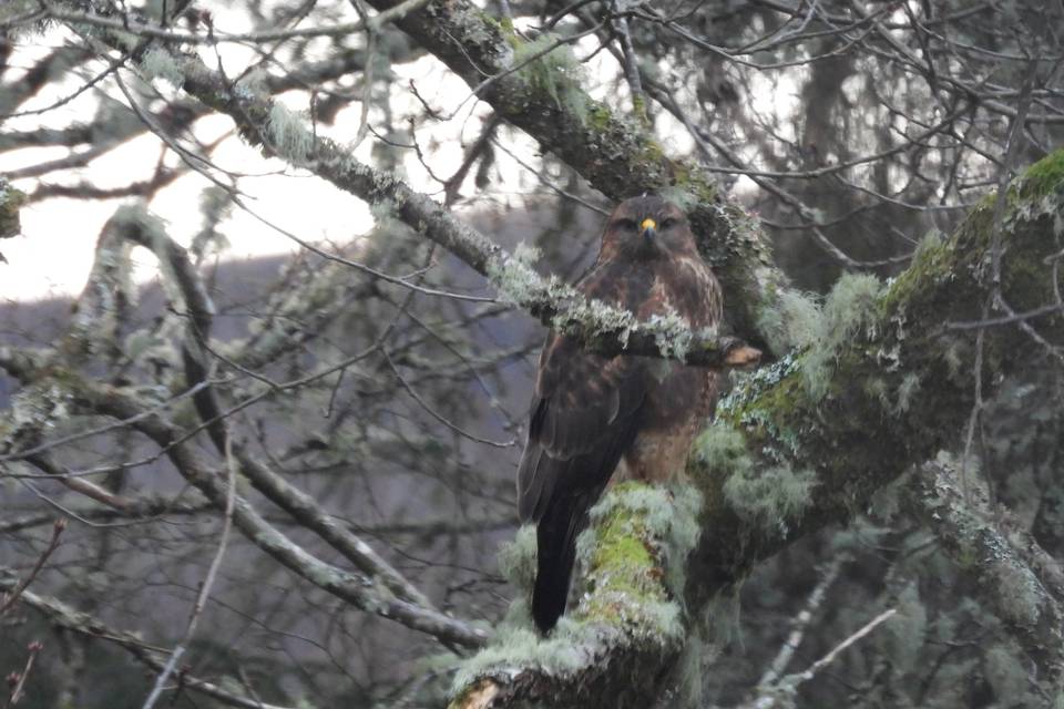 Eagle captured in the tree
