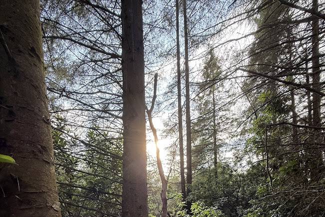 The pines