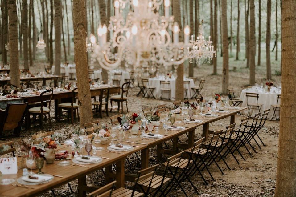 Dining in the forest