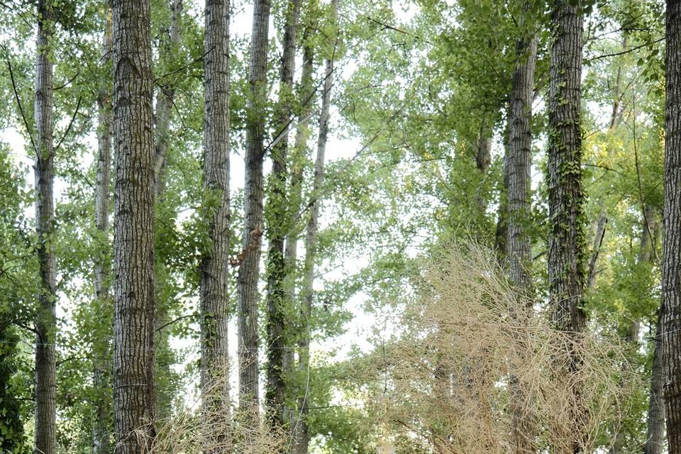 Wedding in the forest