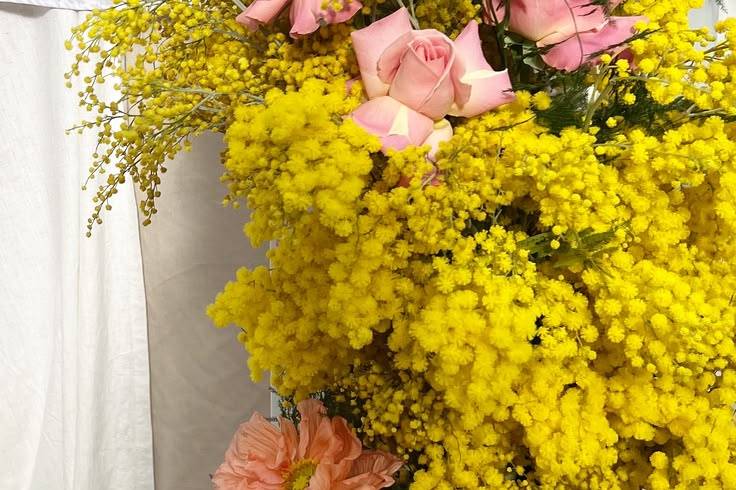 Mimosa & Hermosa