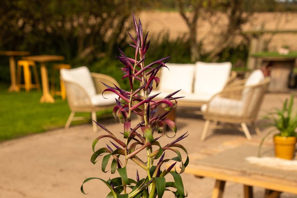 Plant Table Decorations