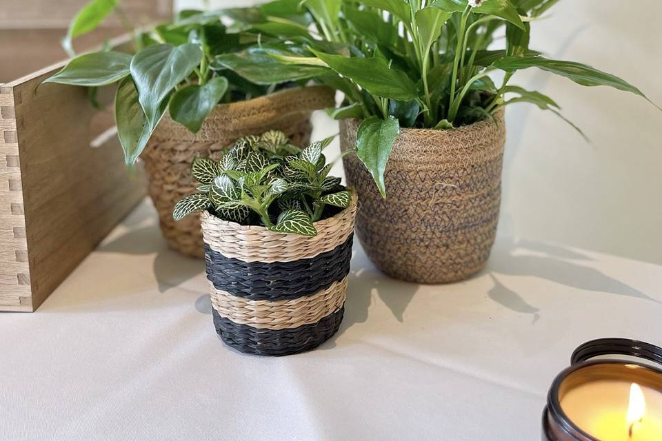 Plant Decorations