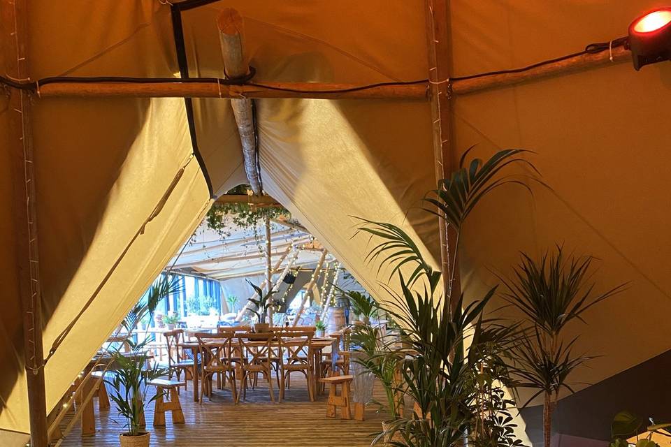 Tipi Plants