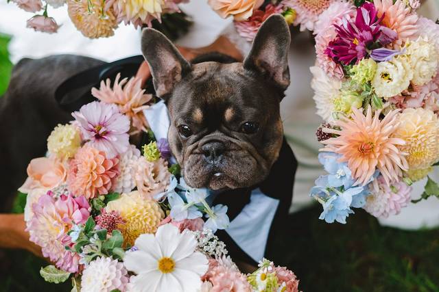 Dogs at weddings always