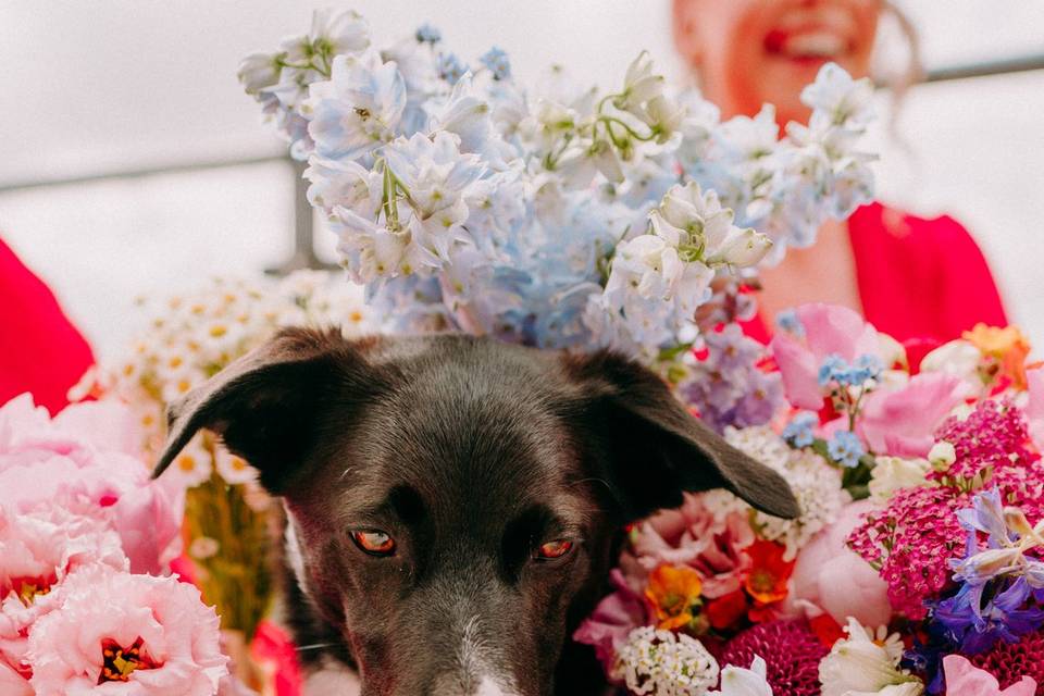 Wedding dogs