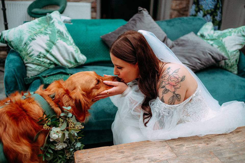 Wedding dog