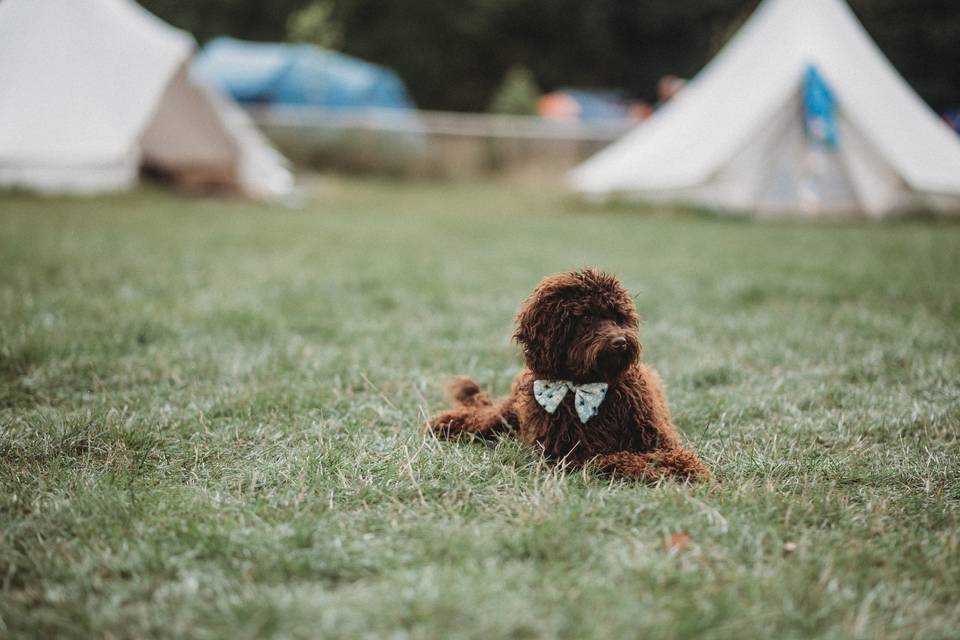 Our four legged friends
