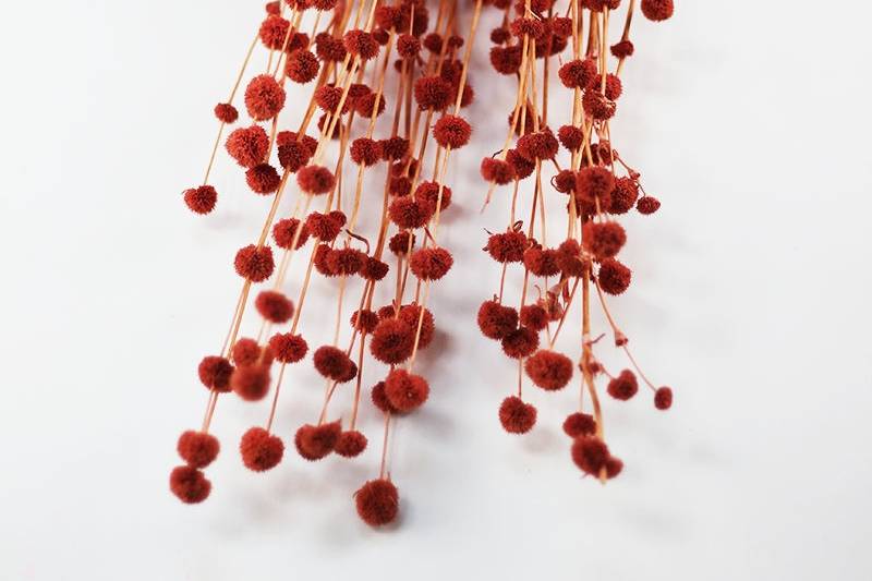 Big Mars Salmon dried flowers