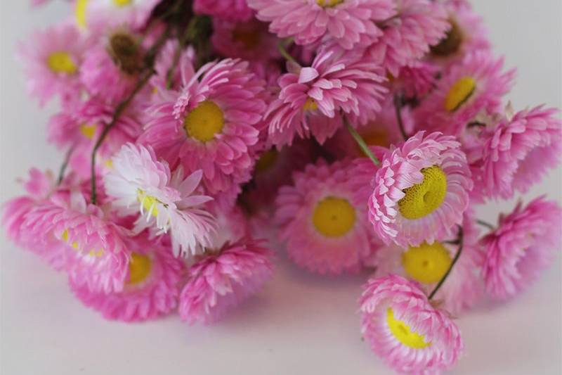 Dried Dried Helichrysum - pink