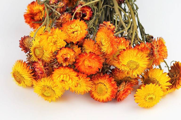 Dried Helichrysum flowers
