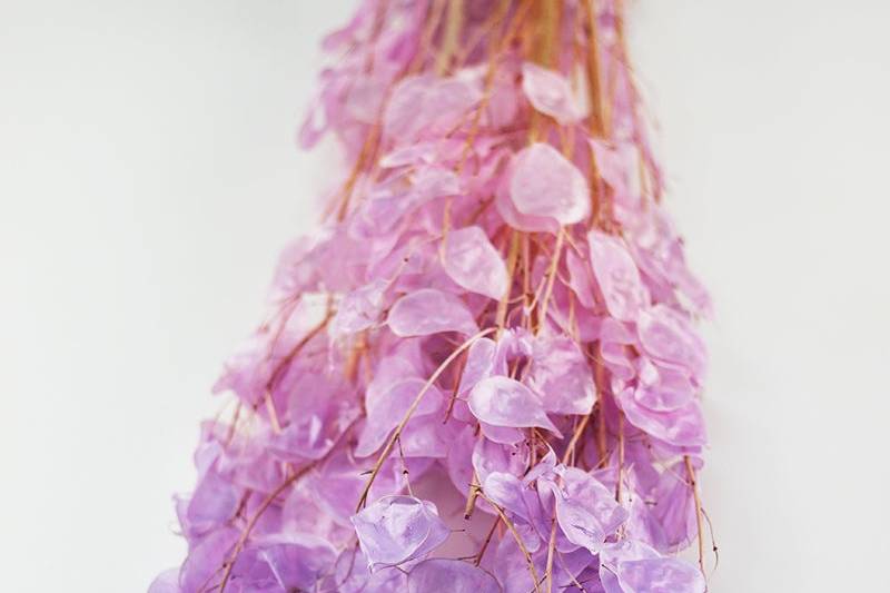 Dried Lunariya purple