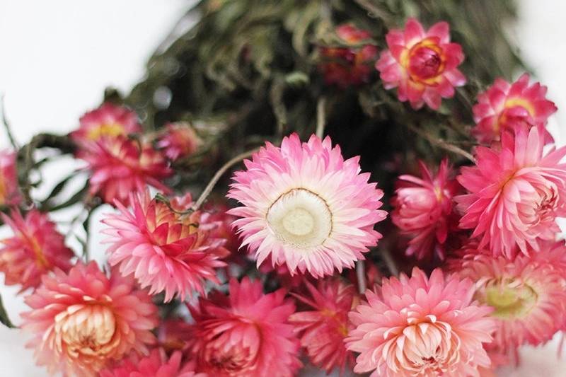 Preserved Star Flowers