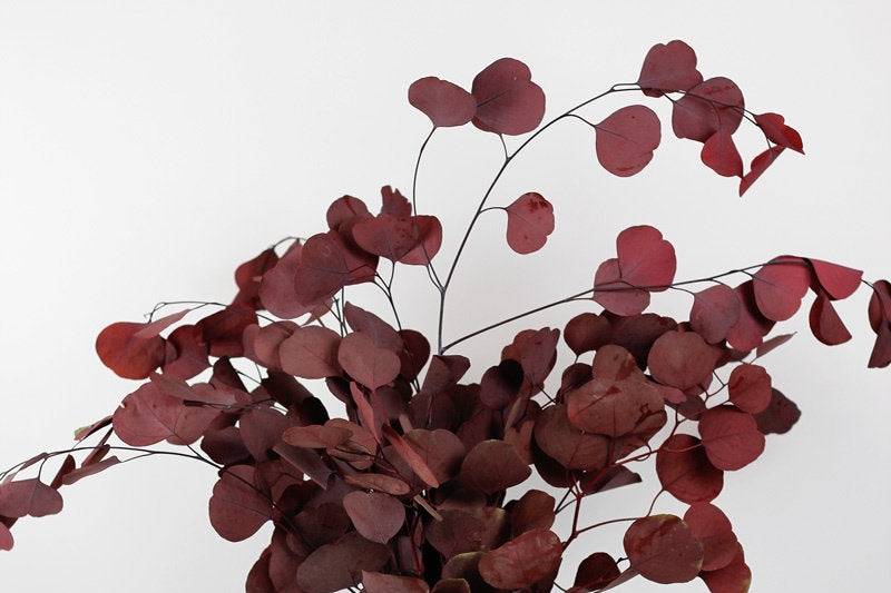 Eucalyptus Populs