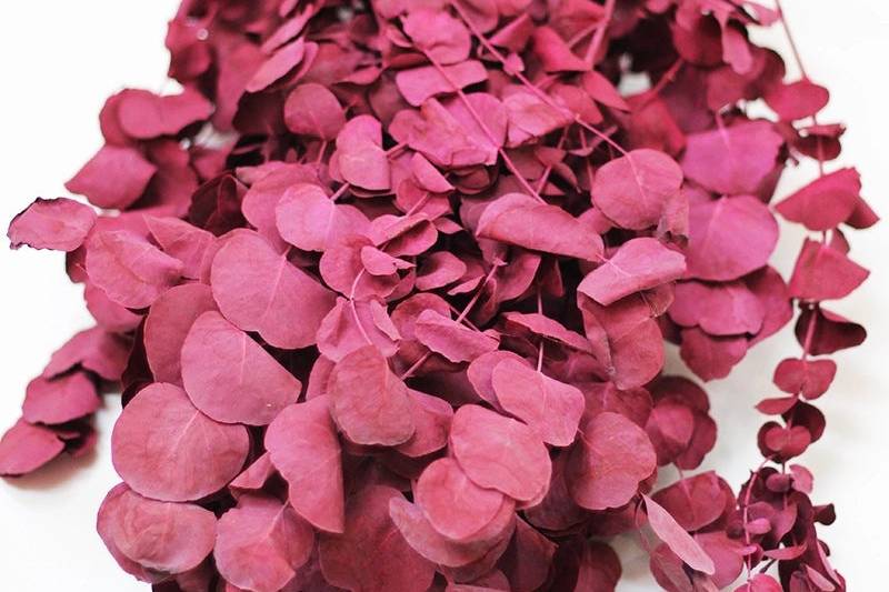 Presreved Eucalyptus Bordeux