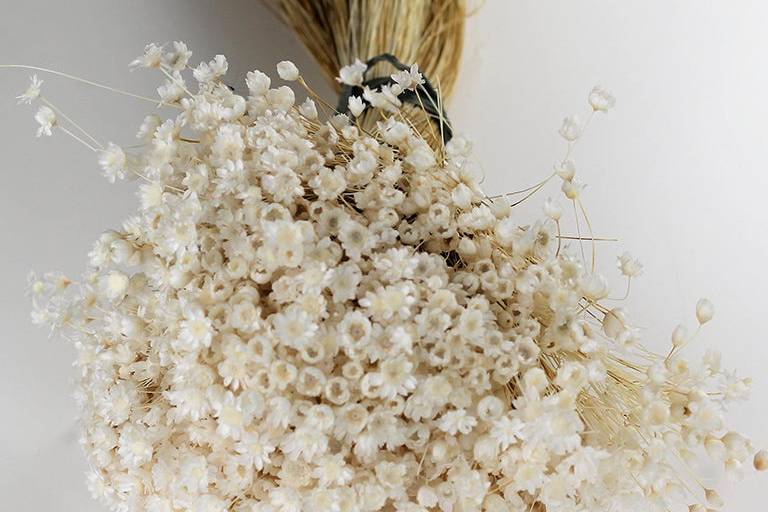 Gilixia Bleached white