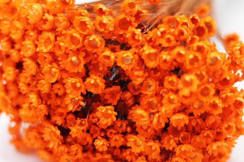 Gilixia Orange