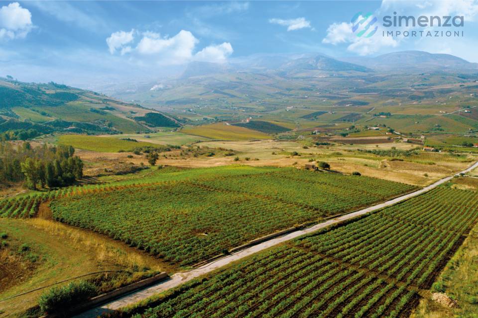 Magaddino Vineyard