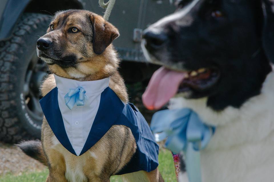 Ring bearers