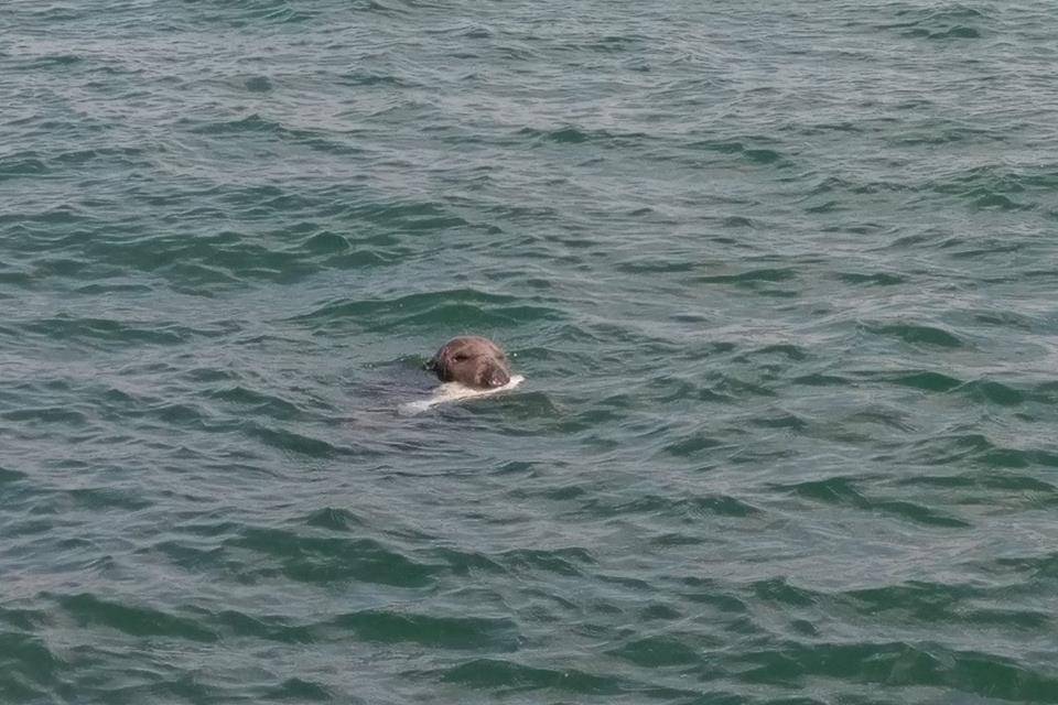 Seal with his lunch!