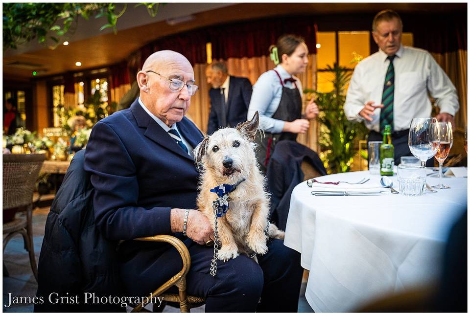 Dogs At Weddings