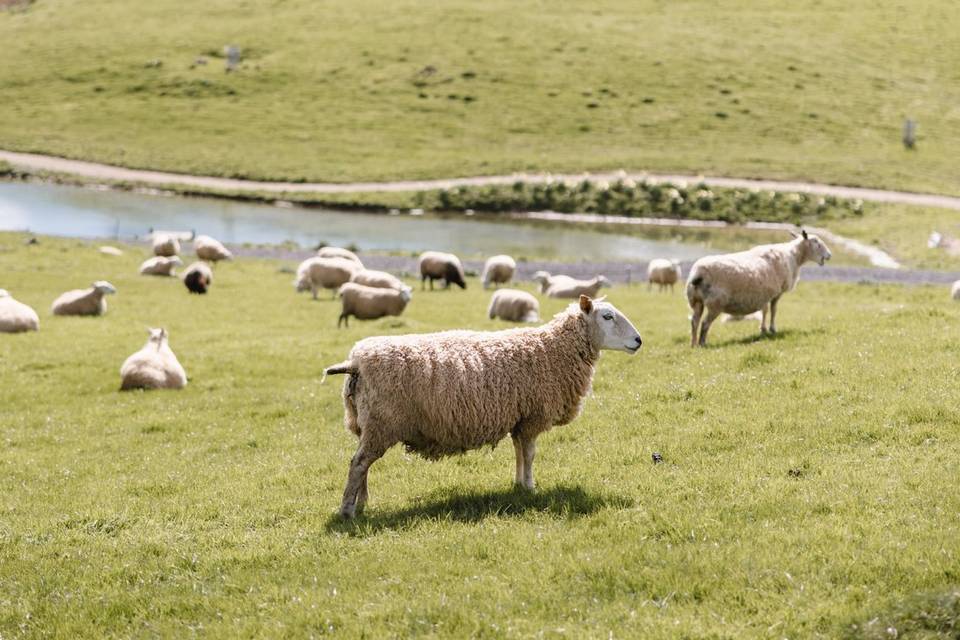Valleys full of sheep