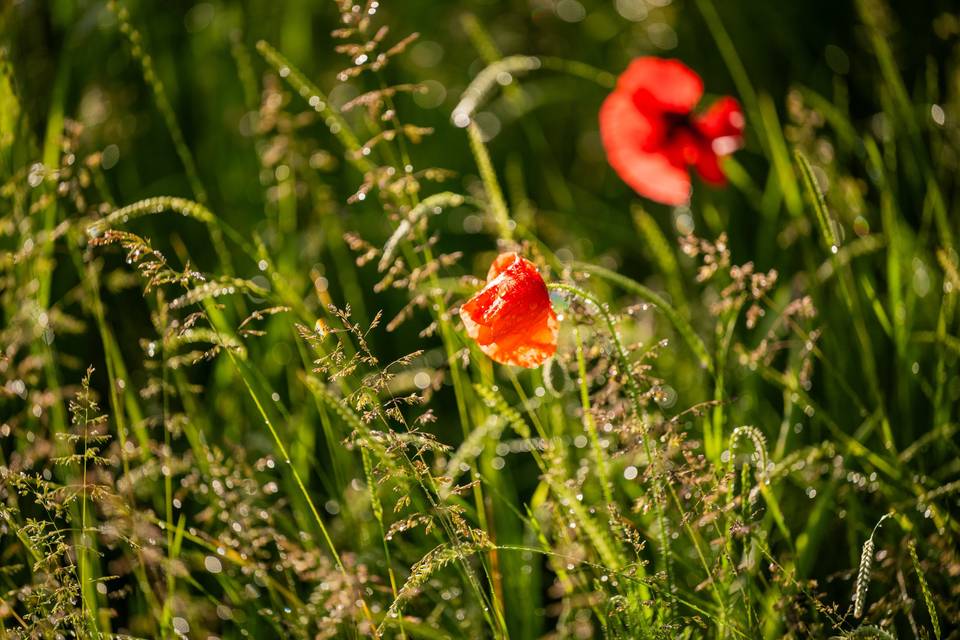 Poppys