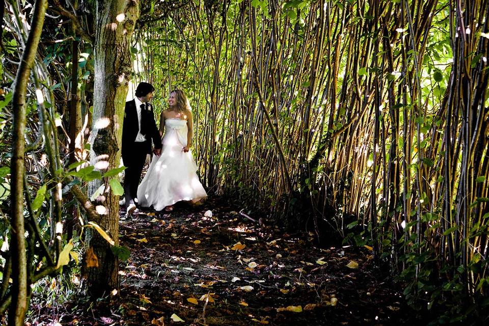 Avenue of trees