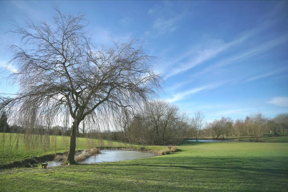 Weeping Willow & Lakes