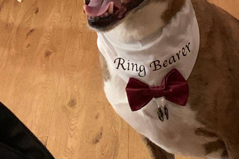 Dog Wedding Chaperone Service
