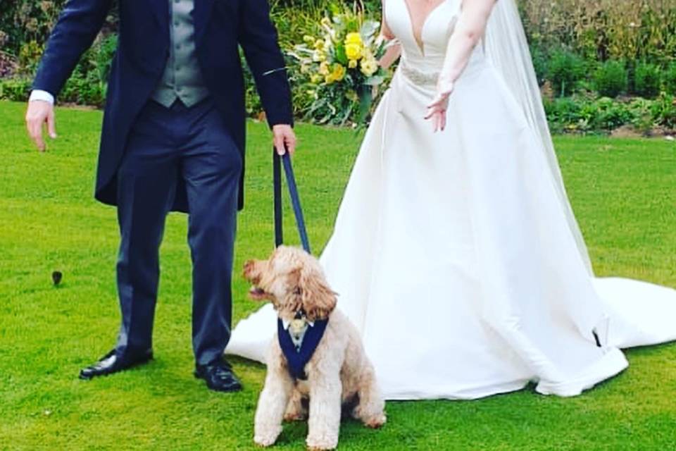 Dog Wedding Charperone Service