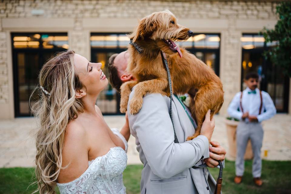 Dog Finding The Best View