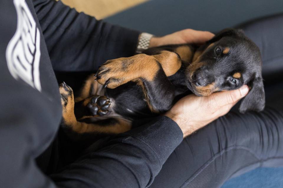 Doberman puppy enjoys cuddle