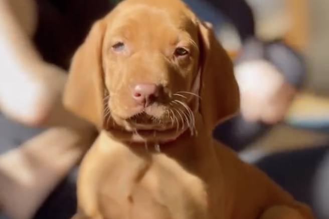 Vizsla pup