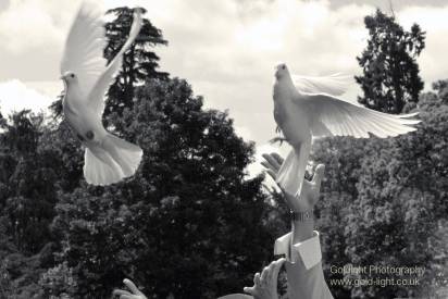 Dove release