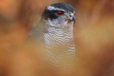 Chuck the goshawk