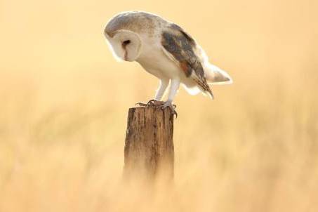 Mystic the Barn owl