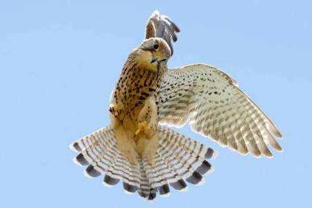 Grace the Kestrel