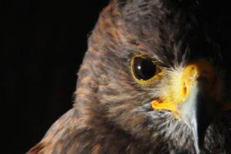 Saracen the Harris Hawk