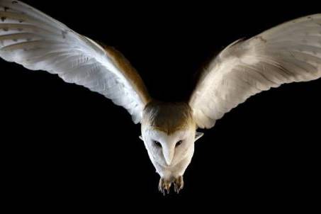 Mystic the barn owl