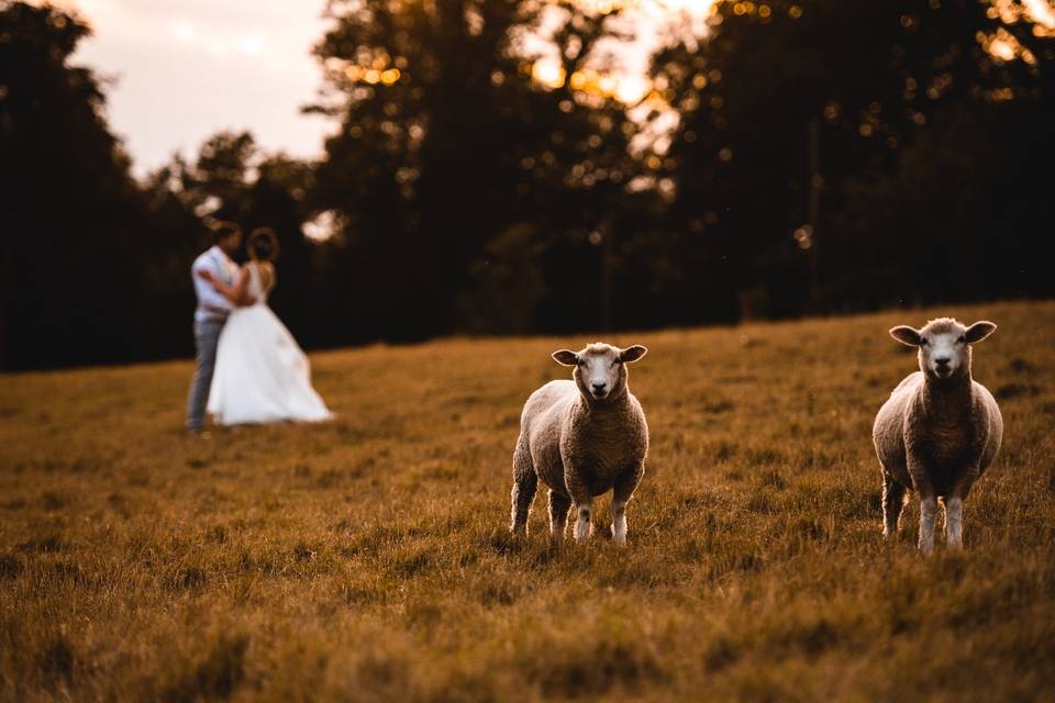 Wedding photo with sheep