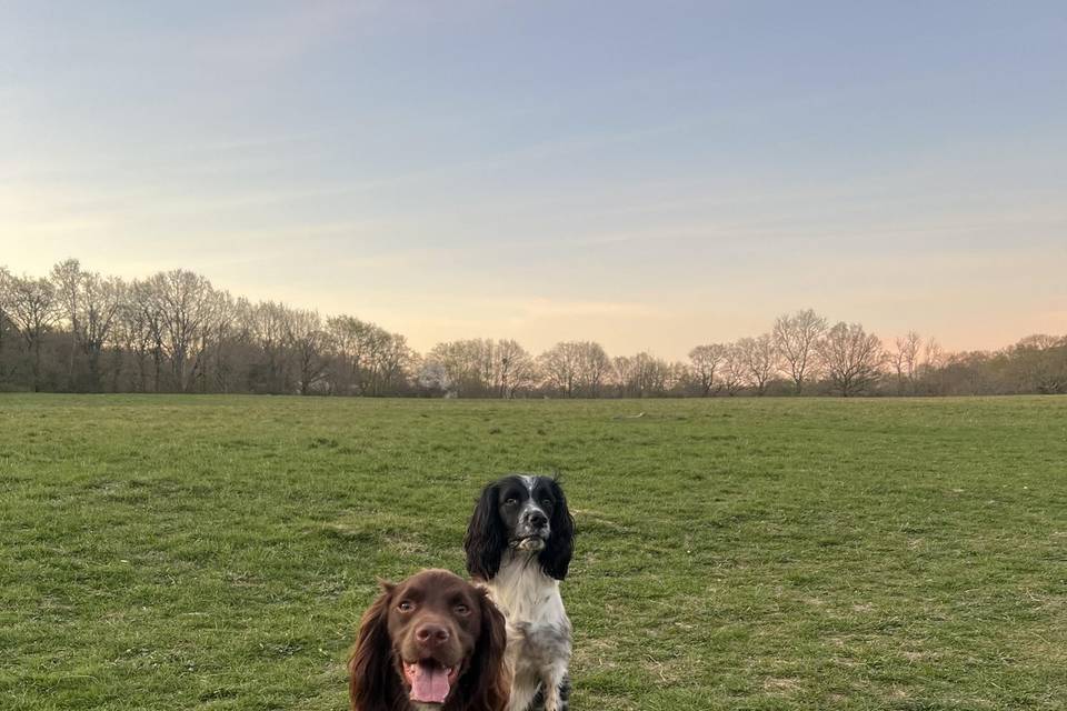 Our two spaniels