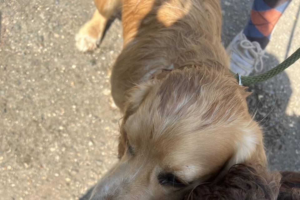 Pup cup